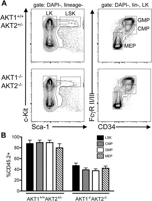 Figure 4. AKT1 and AKT2 are not required for the development of myeloid precursor populations in vivo. (A) Gating scheme used to identify the GMP, CMP, and MEP populations present in the bone marrow of mice that were analyzed 16 weeks after the secondary serial bone marrow transplantation. The populations in panel A are gated on the singlet, DAPI-negative, lineage-negative population (left) and the singlet, DAPI-negative, lineage-negative, c-Kit+ population (right). (B) The percentage of CD45.2+Ly5B6+ cells present in the LSK, CMP, GMP, and MEP populations from the mice described in panel A. LSK data are the same as the secondary transplantation in Figure 3C. The graph represents the mean ± SEM (n = 4).