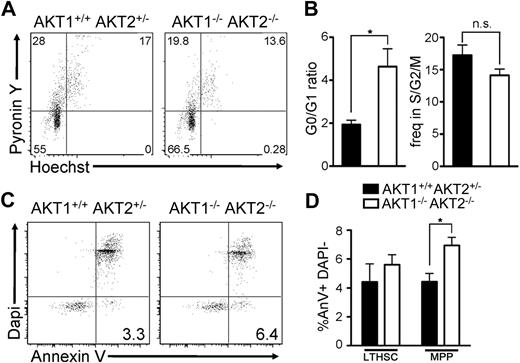 Figure 6. Proliferation and apoptosis in AKT1−/−AKT2−/− LT-HSCs and MPPs. (A-B) The frequency of cells in the G0, G1, and S/G2/M phases of the cell cycle based on RNA (Pyronin Y) and DNA (Hoechst) content. The data in panels A and B are gated on the CD45.2+ LT-HSC (CD150+CD48−LSK) population. The graphs in panel B represent the mean ± SEM (n = 3). (C-D) The frequency of annexin V+ DAPI− cells in the CD45.2+ LT-HSC (CD150+CD48−LSK) or CD45.2+ MPP (CD150−CD48−LSK) compartment. The plots in panel C are gated on the CD45.2+ MPP (CD150−CD48−LSK) population and represent one experiment; the graphs in panel D represent the mean ± SEM (n = 3). Panels A through D are derived from mice reconstituted 12 weeks previously with wild-type (CD45.1+B6.Ly5SJL) and AKT1−/−AKT2−/− or AKT1+/+AKT2+/− FL-HSCs (CD45.2+Ly5B6+).