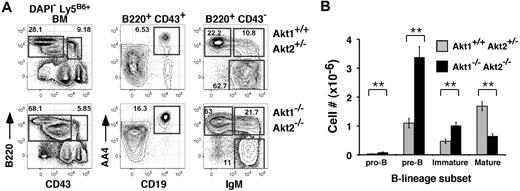 Figure 1. Akt-deficient progenitors generate marrow B-lineage precursors. (A) Representative flow cytometric analysis of BM cells from chimeras established with Akt1+/+Akt2+/− (top) or Akt1−/−Akt2−/− (bottom) progenitors 12 to 14 weeks previously. The left-most plots are gated on viable donor-derived (DAPI− Ly5B6+) cells. Numbers in plots indicate the frequency of events in the indicated gate as a function of the indicated parent population. Pro-B, CD43+ B220+ CD19+ AA4+; pre-B, CD43low B220+ IgM− AA4+; immature B, CD43− B220+ IgM+ AA4+; mature B, CD43− B220+ IgM+ AA4−. (B) Absolute cell numbers for respective BM populations were calculated using the gates shown in panel A. Error bars indicate the SEM for each group; n = 5. Data are representative of 2 separate experiments. *P ≤ .01.