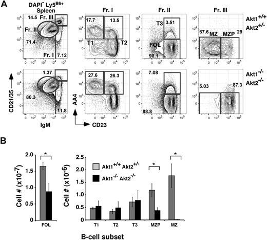 Figure 2. MZ B-cell development is highly dependent on Akt1/2. (A) Representative analysis of splenocytes from chimeras established with Akt1+/+Akt2+/− (top) or Akt1−/−Akt2−/− (bottom) progenitors 12 to 14 weeks previously. Viable donor-derived cells were gated as in Figure 1. Numbers in plots show the frequency of events as a function of the indicated parent gate. (B) Absolute cell numbers for respective splenic B-cell subsets were calculated using the gates shown in panel A. Error bars indicate the SEM for each group; n = 5. Data are representative of 2 separate experiments. *P ≤ .05.