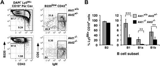 Figure 3. Requirement for Akt1/2 for B1 B-cell development. (A) Representative analysis of peritoneal cavity lymphocytes from chimeras established with Akt1+/+Akt2+/− (top) or Akt1−/−Akt2−/− (bottom) progenitors 12 to 14 weeks previously. The leftmost plots are gated on viable donor-derived B cells (DAPI− Ly5B6+ CD19+). Numbers in plots show the frequency of events as a function of the indicated parent gate. (B) Average frequencies for the indicated subsets were calculated using the gates shown in panel A. B2, CD19+ B220+ CD43−; B1, CD19+ B220+ CD43+; B1a, CD19+ B220+ CD43+ CD5+; B1b, CD19+ B220+ CD43+ CD5−. Error bars indicate the SEM for each group; n = 5. Data are representative of 2 separate experiments. **P ≤ .01; ***P ≤ .005.