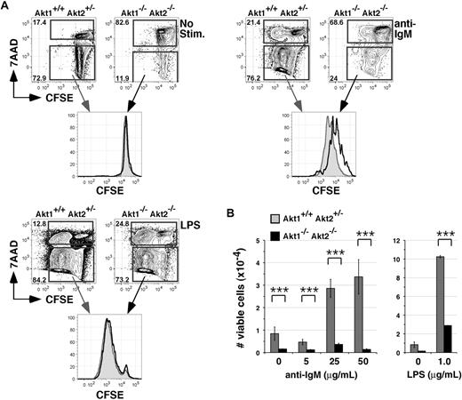 Figure 4. Akt1/2-deficient B cells exhibit a defective BCR-mediated proliferative response. (A) CFSE-labeled CD23+ follicular B cells were left unstimulated (top plots) or stimulated with 50 mg/mL anti-IgM antibodies (middle) or 1 μg/mL LPS (bottom) for 3 days, stained with the viability dye 7AAD, and analyzed by flow cytometry. The right-most overlay histograms were gated on viable (7AAD−) cells using the gates indicated in the corresponding plots. Black line indicates Akt1−/−Akt2−/−; gray filled curves, Akt1+/+Akt2+/−. (B) Mean numbers of viable Akt1−/−Akt2−/− or Akt1+/+Akt2+/− B cells recovered from triplicate cultures stimulated with the indicated concentrations of anti-IgM antibodies or LPS were calculated by flow cytometry using the 7AAD− gates shown in panel A. Error bars indicate SEMs from 4 animals per group. Data are representative of 2 separate experiments. ***P ≤ .005.