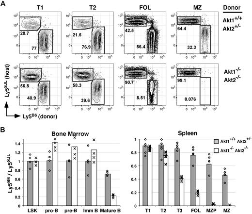 Figure 5. Akt1/2-deficient B cells compete poorly with wild-type B cells. (A) Double chimeras were analyzed at 16 weeks after transplantation. (A) Representation of the indicated B-cell subset derived from WT (Ly5SJL+) or Akt1+/+Akt2+/− (top) or Akt1−/−Akt2−/− (bottom) progenitors. Each subset was gated as shown in Figure 2. (B) The average ratio of cells in the indicated subpopulation derived from Ly5B6+ and Ly5SJL+ progenitors in double chimeras established with Akt1+/+Akt2+/− or Akt1−/−Akt2−/− progenitors was calculated using gates shown in Figures 1 and 2 with 4 or 5 animals per group. Individual mice are indicated by ◇ and ×. LSK indicates Lineage− c-Kit+ Sca-1+. Data are representative of 2 separate experiments.