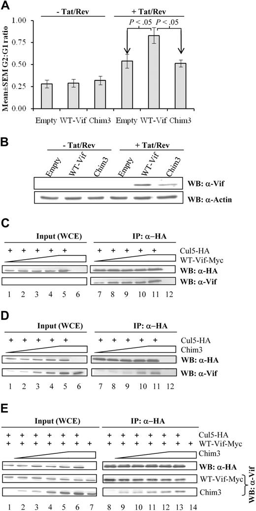 Figure 5. Chim3 affects WT-Vif-Cul5 interaction. (A) HEK-293T cells transduced with equal number (5 copies per cell) of empty-, WT-Vif–, and Chim3-LVs were either transfected with Tat and Rev plasmids or left untransfected. At 48 hours after transfection, cells were analyzed for cell-cycle distribution by determining the intracellular PI content. Results are means ± SEM of n = 4. (B) Aliquots of the cells of panel A were used to determine the expression of Vif in the absence or presence of Tat/Rev proteins as indicated. (C-D) In the left panels, 40 μg of whole-cell extracts (Input; WCE) derived from HEK-293T cells transfected with a fixed amount of Cul5-HA plasmid DNA (670 ng/106 cells) and increasing amount of either WT-Vif-Myc (C) or Chim3 DNA vectors (D; lanes 1 and 7 = 80 ng/106 cells, lanes 2 and 8 = 170 ng/106 cells, lanes 3 and 9 = 330 ng/106 cells, lanes 4 and 10 = 670 ng/106 cells, and lanes 5 and 11 = 1330 ng/106 cells) were analyzed by Western blot to determine the relative amount of Cul5 and Vifs. In the right panels, 500 μg of the same WCEs were coimmunoprecipitated with the anti-HA Abs and then immunoblotted with either the anti-HA or the anti-Vif Abs, as indicated. Lanes 6 and 12, containing the same amount of WT-Vif-Myc and Chim3 as lanes 5 and 11, but no Cul5-HA, correspond to negative controls. (E) Competition experiments were performed using HEK-293T cells transfected with a fixed amount of Cul5-HA (670 ng/106 cells) and WT-Vif-Myc (170 ng/106 cells) and increasing amounts of untagged Chim3-expressing vector (lanes 2 and 9 = 80 ng/106 cells, lanes 3 and 10 = 330 ng/106 cells, lanes 4 and 11 = 670 ng/106 cells, and lanes 5 and 12 = 1330 ng/106 cells). Coimmunoprecipitations were carried out using the anti-HA Abs, and the blots were revealed with the anti-HA– and the anti-Vif–specific Abs. Lanes 7 and 14, containing the same amount of WT-Vif-Myc as lanes 6 and 13, but no Cul5-HA, correspond to negative controls. For the left and right panels, see panels C and D.