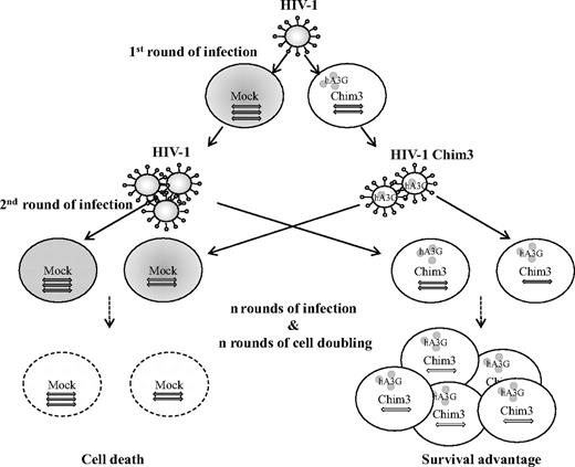 Figure 7. Schematic model of Chim3-induced survival advantage after HIV-1 infection. The model illustrates the effect of Chim3 in inducing prolongation of Chim3-cell survival. After n rounds of infection and cell duplication, the Chim3 population prevails over mock-transduced cells.