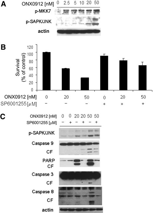 Figure 3. ONX0912-induced apoptosis is partially mediated by activation of JNK. (A) BCWM.1 cells were cultured with ONX0912 (2.5-50nM) for 12 hours. Whole-cell lysates were subjected to Western blotting using anti–p-MKK7, –p-SAP/JNK, and -actin antibodies. (B) BCWM.1 cells were cultured with ONX0912 (20nM, 50nM) in presence or absence of the JNK inhibitor SP600125 (10μM) and cytotoxicity was assessed by MTT assay. (C) BCWM.1 cells were cultured with ONX0912 (20nM, 50nM), in presence or absence of SP600125 (10μM) for 12 hours. Whole-cell lysates were subjected to Western blotting using anti–p-SAPK/JNK, -PARP, –caspase-9, –caspase-3, –caspase-8, and –β-actin. In all panels, error bars represent SD.