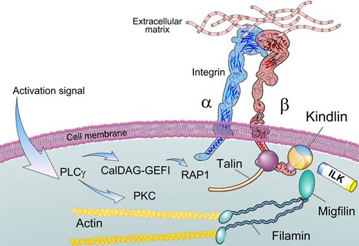 Figure 1. Schematic representation of the signaling pathway from an agonist stimulation to integrin activation. CalDAG GEFI, a GDP/GTP exchange factor specific for Rap small G proteins, and protein kinase C (PKC) activated by a receptor-dependent stimulation of phospholipase C. As a result, Rap1*GTP interaction with RIAM protein (not shown) stimulates talin-1 function in the inside-out pathway. Protein kinase C has been implicated in the signaling as well, although the substrates important for the signaling are currently unknown. Talin-1 and Kindlin FERM domain are shown as spheres with 3 subdomains; the intersecting PH domain in Kindlin is shown as the dark-colored segment.