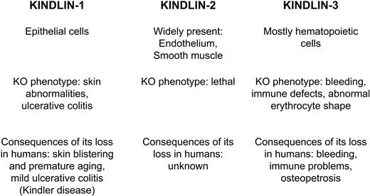 Figure 2. Schematic representation of the Kindlin protein family in mammals. Tissue distribution and consequences of Kindlins' loss in animal models and human genetic disorders are shown side by side for comparison.