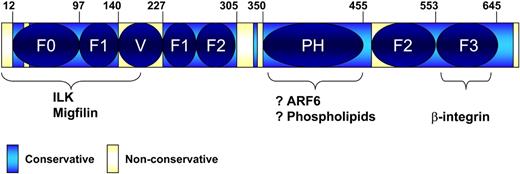 Figure 3. Schematic domain architecture of Kindlins. Overlap of the defined subdomains with the conserved and nonconserved regions. F0, F1, F2, and F3 indicate subdomains of the FERM domain; and PH, pleckstrin homology domain. Variable region (V) intersects the F1 subdomain, splitting it into 2 parts. PH domain intersects the F2 subdomain. Numbers of Kindlin-3 amino acid residues are shown on the top.