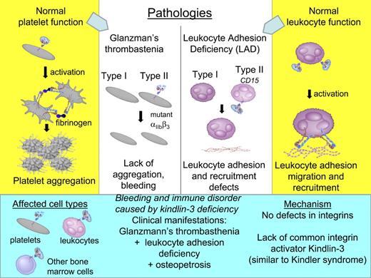 Figure 4. Molecular mechanisms of Glanzmann thrombasthenia and leukocyte adhesion deficiency syndrome in contrast to bleeding and immune disorder caused by Kindlin-3 deficiency (shown on blue background on the bottom). Mechanisms of normal platelet and leukocyte functions are shown on yellow background in the far left and right columns, respectively.