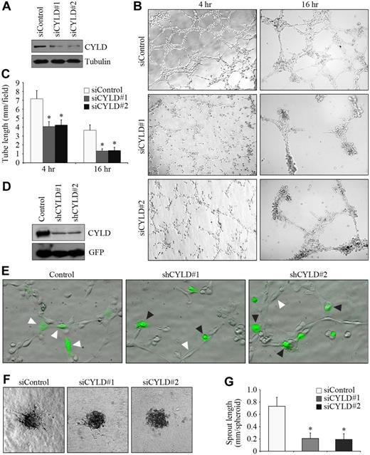 Figure 1. Knockdown of CYLD expression impairs endothelial tube formation and sprouting. (A) Immunoblot analysis of CYLD and tubulin expression in HUVECs transfected with CYLD or control siRNAs for 72 hours. (B) HUVECs transfected with CYLD or control siRNAs were plated onto matrigel, and photographs were taken 4 and 16 hours later. Objective lens used was A-Plan 10×/0.25 NA dry (Carl Zeiss Inc). (C) Experiments were performed as in panel B, and the cumulative tube length was measured. Data are the mean and standard error from 3 experiments with each performed in triplicate (*P < .05 vs control). (D) Immunoblot analysis of CYLD and GFP expression in HUVECs transfected with pEGFPC1 and pSUPER or pSUPER-CYLD plasmids for 72 hours. (E) HUVECs transfected with pEGFPC1 and pSUPER or pSUPER-CYLD plasmids were plated onto matrigel, and photographs were taken 2 hours later. GFP was used to mark transfected cells. White arrowheads indicate cells that align end-to-end, and black arrowheads indicate cells without such a property. Objective lens used was A-Plan 20×/0.3 NA dry (Carl Zeiss Inc). (F) Capillary-like sprout formation from spheroids generated from HUVECs transfected with CYLD or control siRNAs. Objective lens used was A-Plan 10×/0.25 NA dry (Carl Zeiss Inc). (G) Experiments were performed as in panel F, and the cumulative sprout length was measured. Data are the mean and SE from 2 experiments with each performed in triplicate (*P < .05 vs control). All images in this figure and in the following figures (except Figure 3E and Figure 4A) were taken with the Axio Observer A1 fluorescence microscope (Carl Zeiss Inc), equipped with the AxioCam MRm Rev.3 CCD camera and the AxioVision Rel. 4.1 software. All images were processed with the Adobe Photoshop CS8.0 software (Adobe Systems).