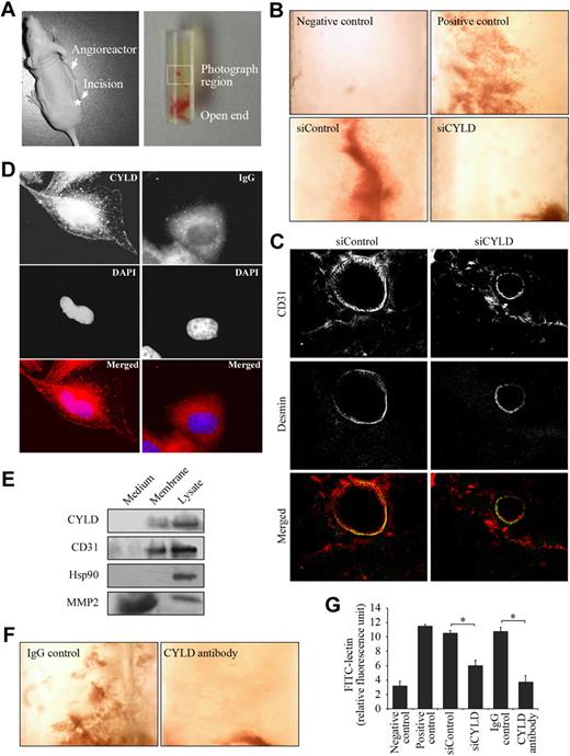Figure 2. CYLD is critical for angiogenic response in vivo. (A left) An athymic nude mouse with a semiclosed angioreactor implanted into the dorsal flank. The asterisk indicates the site for surgical incision. (Right) A semiclosed angioreactor. The boxed area indicates the region photographed. (B) Vascular growth in the angioreactors implanted in mice for 11 days. Angioreactors filled with extracellular matrix containing angiogenic factors serve as the positive control, and angioreactors filled with extracellular matrix not containing angiogenic factors serve as the negative control. In siRNA experiments, angioreactors were filled with extracellular matrix containing angiogenic factors and CYLD or control siRNAs. Objective lens used was A-Plan 4×/0.1 NA dry (Carl Zeiss Inc). (C) Immunofluorescence microscopy of blood vessels in angioreactors. Frozen sections of the vessel-containing matrigel were stained with anti-CD31 and anti–desmin antibodies to detect endothelial cells and mural cells, respectively. Objective lens used was A-Plan 40×/0.5 NA dry (Carl Zeiss Inc). (D) Immunofluorescent images of HUVECs stained with anti-CYLD or IgG control antibodies and the DNA dye DAPI. Objective lens used was Plan-Apochromat 63×/1.25 NA oil (Carl Zeiss Inc). (E) Immunoblot analysis of CYLD, CD31, Hsp90, and MMP2 in the culture medium, plasma membrane, and lysate of HUVECs. (F) Vascular growth in the angioreactors filled with extracellular matrix containing angiogenic factors and anti-CYLD antibody or IgG control. Objective lens used was A-Plan 4×/0.1 NA dry (Carl Zeiss Inc). (G) Experiments were performed as in panels B and F, and angiogenic responses were quantified by FITC-lectin staining of cell pellets recovered from the angioreactors. Data are the mean and standard error from 2 experiments with each performed in octaplicate (*P < .05).