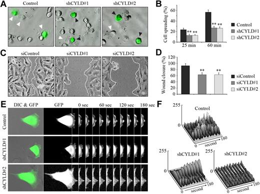 Figure 3. CYLD regulates angiogenesis by mediating cell spreading and migration. (A) HUVECs transfected with pEGFPC1 and pSUPER or pSUPER-CYLD plasmids for 72 hours were plated onto matrigel, and photographs were taken 25 minutes later. White arrowheads indicate cells spreading on the plates, and black arrowheads indicate cells without such a property. Objective lens used was A-Plan 20×/0.3 NA dry (Carl Zeiss Inc). (B) Experiments were performed as in panel A, and the degree of cell spreading was quantified 25 and 60 minutes after plating. Data are the mean and SE from 2 experiments (600 transfected cells were measured for each experiment; **P < .01 vs control). (C) HUVECs transfected with CYLD or control siRNAs for 72 hours were scratched, and wound margins were imaged 12 hours later. Objective lens used was A-Plan 20×/0.3 NA dry (Carl Zeiss Inc). (D) Experiments were performed as in panel C, and the extent of wound closure was quantified by measuring the wound area compared with the initial wound area. Data are the mean and SE from 2 experiments with each performed in triplicate (**P < .01 vs control). (E) HUVECs were transfected with pEGFPC1 and pSUPER or pSUPER-CYLD plasmids, and the fluorescence of GFP at the leading edge of cells was recorded at 20-second intervals with the use of the TCS SP5 confocal microscope (Leica), equipped with a live-cell imaging workstation and the LAS AF software. Rectangular regions were selected as indicated to analyze membrane ruffle dynamics. Objective lens used was HCX Plan-Apochromat 20×/0.7 NA dry (Leica). (F) Experiments were performed as in panel E, and membrane ruffle dynamics were presented as 3-dimensional surface plots.