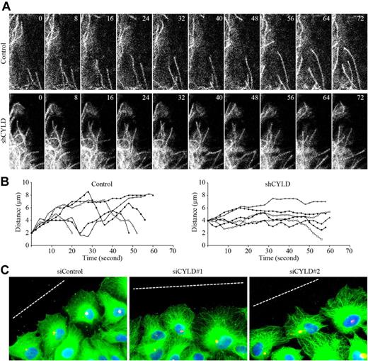 Figure 4. CYLD modulates microtubule dynamics and cell polarization in migrating cells. (A) HUVECs were transfected with pEGFPC1–α-tubulin and pSUPER or pSUPER-CYLD, and the dynamics of individual GFP-labeled microtubules in migrating cells were then recorded with the TCS SP5 confocal microscope (Leica), equipped with a live-cell imaging workstation and the LAS AF software. Objective lens used was HCX Plan-Apochromat 63×/1.4 NA oil (Leica). (B) Experiments were performed as in panel A, and individual microtubule life history plots representing changes in microtubule length over time were generated. Growth events exhibit an increase in distance from a fixed point (y-axis) over time (x-axis), and shortening events are seen as a decrease in distance over time. (C) HUVECs transfected with CYLD or control siRNAs were scratched, and cells were fixed 2 hours later and stained with anti–α-tubulin antibody, anti–pericentrin antibody, and DAPI to visualize microtubules (green), centrosomes (red), and nuclei (blue), respectively. Broken white lines indicate the wound direction. Objective lens used was Plan-Apochromat 63×/1.25 NA oil (Carl Zeiss Inc).