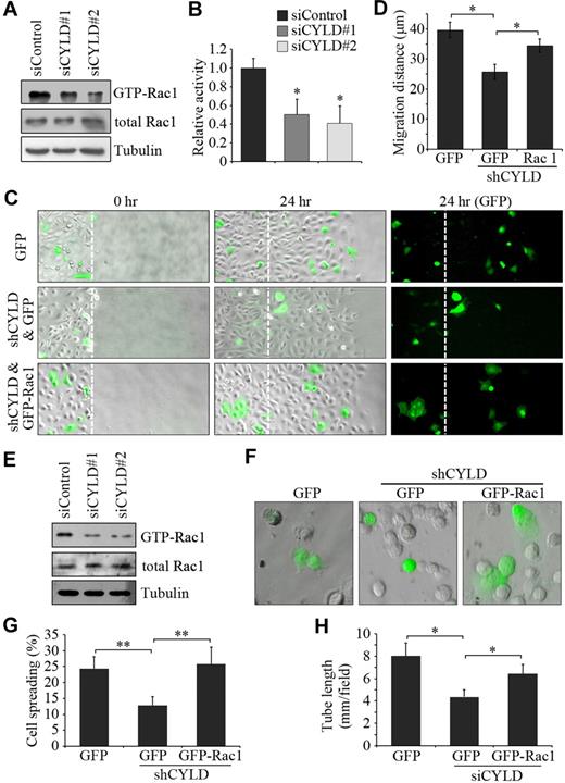 Figure 5. Rac1 activation contributes to the effects of CYLD on vascular endothelial cell migration and tube formation. (A) HUVECs transfected with CYLD or control siRNAs were scratched, and the level of activated (GTP-bound) Rac1 was examined by immunoblot analysis of the GST-PBD pulldown preparation with anti-Rac1 antibody. The levels of total Rac1 and tubulin were examined by immunoblot analysis of cell lysates. (B) Experiments were performed as in panel A, and the relative activity of Rac1 was measured by densitometric analysis of the blots. Data are the mean and SE from 3 experiments (*P < .05 vs control). (C) HUVECs transfected with pSUPER-CYLD and pEGFPC1-Rac1 or pEGFPC1 were scratched, and wound margins were imaged 0 and 24 hours later. Broken white lines indicate initial wound margins. Objective lens used was A-Plan 20×/0.3 NA dry (Carl Zeiss Inc). (D) Experiments were performed as in panel C, and the average migration distance of the transfected cells from the wound margin was measured. Data are the mean and SE from 2 experiments (500 transfected cells were measured for each experiment; *P < .05). (E) HUVECs transfected with CYLD or control siRNAs were plated onto matrigel, and the levels of GTP-Rac1, total Rac1, and tubulin were examined 2 hours later as in panel A. (F) HUVECs transfected with pSUPER-CYLD and pEGFPC1-Rac1 or pEGFPC1 were plated onto matrigel, and photographs were taken 25 minutes later. Objective lens used was A-Plan 20×/0.3 NA dry (Carl Zeiss Inc). (G) Experiments were performed as in panel F, and the degree of cell spreading was quantified. Data are the mean and SE from 2 experiments (600 transfected cells were measured for each experiment; **P < .01). (H) HUVECs transfected with CYLD siRNA and pEGFPC1-Rac1 or pEGFPC1 were plated onto matrigel, and the cumulative tube length was measured 4 hours later. Data are the mean and SE from 2 experiments with each performed in triplicate (*P < .05).