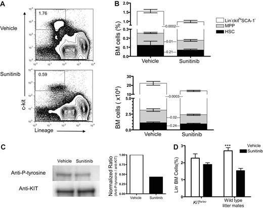 Figure 1. Sunitinib treatment inhibits KIT signaling in the BM and decreases BM progenitors. (A) Representative flow cytometry plots showing diminished frequencies of Lin−KIThi marrow progenitors in WT mice 4 hours after the fourth daily dose of vehicle (top panel) or sunitinib (bottom panel). (B) Frequency (top panel) and absolute numbers (bottom panel) of total marrow Lin−KIThi cells (represented by the total of all 3 stacked bar graphs) are reduced after sunitinib therapy administered as in panel A (mean percentage ± SEM: 1.55 ± 0.1 after sunitinib vs 1.03 ± 0.08 after vehicle, P < .001; and mean absolute number ± SEM: 19.2 ± 0.75 × 104 after sunitinib vs 11.42 ± 0.74 × 104 after vehicle, P < .001). Within the Lin−KIThi population, frequency and absolute numbers of MPPs and Lin−KIThiSCA-1− progenitors are significantly reduced by sunitinib, whereas changes in HSC frequency and absolute numbers are not significant (P values shown). Data represent pooled results from 4 independent experiments; N = 18 to 20/group. (C) BM cells were harvested from untreated WT mice and then treated with sunitinib (100nM) or vehicle for 2 hours followed by recombinant mouse stem cell factor (250 ng/mL) for 30 minutes; then immunoprecipitation for KIT was performed and blotted with antiphosphotyrosine (left). Densitometric normalized ratios of phosphotyrosine/KIT are shown (right). This experiment was repeated 3 times with similar results. (D) KITW/Wv recipients and WT littermates received sunitinib or vehicle as described in panel A. Differences between sunitinib- and vehicle-treated KITW/Wv mice were insignificant (P = .18), whereas sunitinib significantly decreased the number of Lin−BM progenitors in wild-type littermate controls (P < .001); n = 10 mice per group. Similar results were seen in 2 different experiments. ***P < .001.