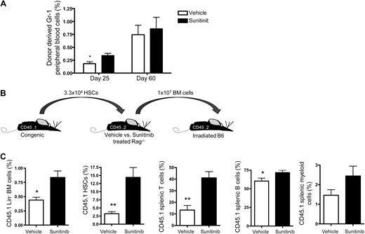 Figure 3. Enhanced engraftment by sunitinib is transferable to secondary recipients. CD45.1−CD45.2+ Rag1−/− recipients received sunitinib or vehicle as described in Figure 1A, followed by transfer of 3.3 × 104 electronically sorted HSCs from CD45.1+CD45.2− C57Bl/6 mice on day 0. (A) Sunitinib recipients showed an increased percentage of donor-derived Gr-1 peripheral blood cells compared with vehicle recipients on day 25; N = 4 mice/group. (B) Sixty days after BMT, whole BM from recipients described in panel A was transferred to lethally irradiated CD45.1−CD45.2+ C57Bl/6 mice. (C) Frequencies of CD45.1+ cells in the recipients of the secondary transplantation are shown 7 months after the secondary transplantation: n = 8 for sunitinib group; n = 5 for vehicle group. Similar results were seen on day 32 and day 63 after the secondary transplantation. *P < .05. **P < .001.