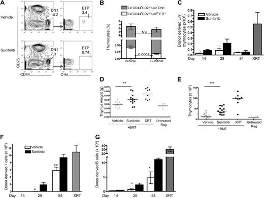 Figure 4. Sunitinib treatment decreases thymic progenitors and enhances thymic and peripheral lymphoid donor chimerism after BMT. (A-B) WT mice received sunitinib or vehicle as described in Figure 1A, and thymi were analyzed on day 4. (A) Representative flow cytometry plot showing diminished frequencies of DN1 thymocytes and thymic ETPs in sunitinib- (bottom panel) versus vehicle- (top panel) treated mice. (B) Sunitinib did not significantly decrease the percentage of CD44+CD25− DN1 thymocytes (represented by total of stacked bar graphs), but it did induce a selective, significant decline of the KIT+ ETP (white stacked bar graph) within the DN1 population. Data represent pooled results from 4 independent experiments; n = 20 mice/group. (C-F) Rag1−/− recipients received sunitinib or vehicle for 4 days, followed by transfer of 5 × 106 TCD congenic BM cells from WT C57Bl/6 mice on days 0 and 1. On day 28 after BMT, sunitinib recipients showed increased numbers of donor-derived Lin− thymocytes (C), increased thymic weight (D), increased total thymocyte numbers (E), increased numbers of donor-derived splenic CD3+ (F), and splenic B cells (CD3−B220+MHCII; G) compared with vehicle controls. Radiation therapy composed Rag1−/− recipients conditioned with 1000 cGY before BMT as controls. Data represent pooled results from 3 independent experiments. In scatterplots, each shape represents a mouse from day 28 of panels C and F. Day 14, n = 4 or 5 mice/group; day 28, n = 8 to 13 mice/group; day 84, n = 4 to 15 mice/group. Data represent pooled results from 2 independent experiments. Experiments were repeated 2 to 5 times with similar results. *P < .05. **P < .005. ***P < .001.