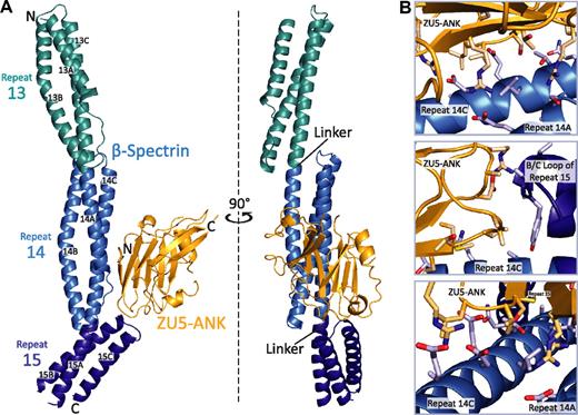 Figure 1. Structure of the human β I-spectrin/ZU5-ankyrin R complex. (A) HEβ −1315 (blue) comprises 3 tandem canonical spectrin repeats (teal, blue, and dark blue from N- to C-terminus), each folded into a 3-helix bundle with the repeats connected by α-helical linkers. ZU5-ANK (gold), the spectrin binding domain of ankyrin R, maintains a compact β-sandwich fold connected by extended loops. The main interacting surfaces of the complex are formed by helices A and C of repeat 14 and the B/C loop of repeat 15 in β-spectrin and by the 2 strands from the β-core as well as 2 loops of ZU5-ANK. The 2 views are related by a 90° rotation. (B) Three different views of the spectrin/ankyrin interaction, that is, along the C-terminus of helix C of repeat 14 of spectrin (top), near the B/C loop of repeat 15 (middle), and near the N-terminus of helix C of repeat 14 (bottom).
