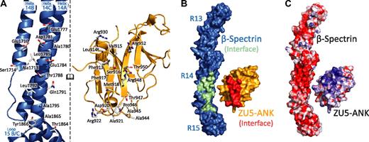Figure 2. Binding surfaces of the spectrin-ankyrin interaction reveal a bimodal interaction. In all panels the molecules of the complex are opened and rotated such that the interacting regions of both face the reader. (A) The spectrin residues involved in ankyrin binding are found principally along repeat 14. The interacting surfaces present many charged residues along the N-terminal portion of repeat 14, whereas more hydrophobic residues are localized near the spectrin B/C loop. (B) Surface footprints of spectrin (green/blue) and ankyrin (red/gold) illustrate the shape complementarity. The interacting residues in spectrin and ankyrin are shown in green and red, respectively. (C) The electrostatic surface of the molecules show significant charge interactions involving a negatively charged region along repeat 14 of spectrin and in a positively charged patch on the ankyrin fragment. The molecular surface of the molecules is shown with the equipotential electrostatic surface mapped onto them at ±15 kbT/ec with red corresponding to negative and blue corresponding to positive charges.