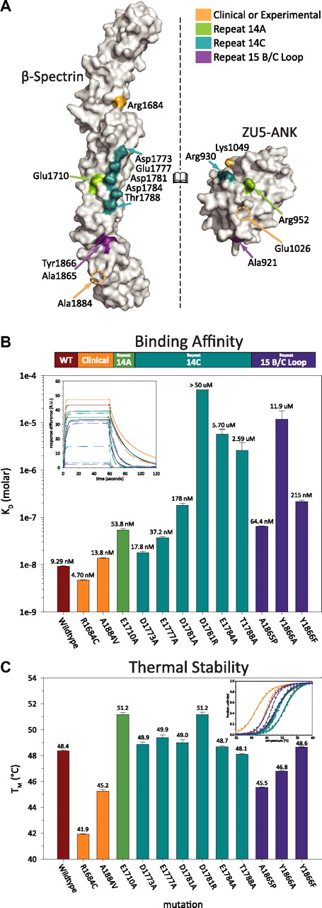 Figure 3. Clinical mutations in the ankyrin binding region of β-spectrin disrupt protein stability rather than binding affinity. (A) The characterized human β-spectrin mutants can be classified into 4 categories: those from clinical38 sources or functionally based39 experiments (orange), those along the helix A of repeat 14 interface (green), those along helix C of repeat 14 (blue), and those in the B/C loop of repeat 15 (purple). The ankyrin mutations coloring is assigned on the basis of the position of their spectrin binding partner where applicable. (B) Surface plasmon resonance measurements of the binding affinity (color-coded as in panel A) illustrate that structure-guided mutations disrupt binding significantly, whereas many clinical mutations do not. The inset depicts the fit of each mutant's sensorgram upon injection of ZU5-ANK at 200nM. (C) In contrast, a similar analysis of thermal stability demonstrated that clinical mutations have a significant destabilizing effect, whereas structure-based mutations do not. Bars indicate average values with error bars corresponding to the SE. The insert presents the circular dichroism thermal denaturation data (fraction unfolded vs temperature) and 2-state fits for each mutant.