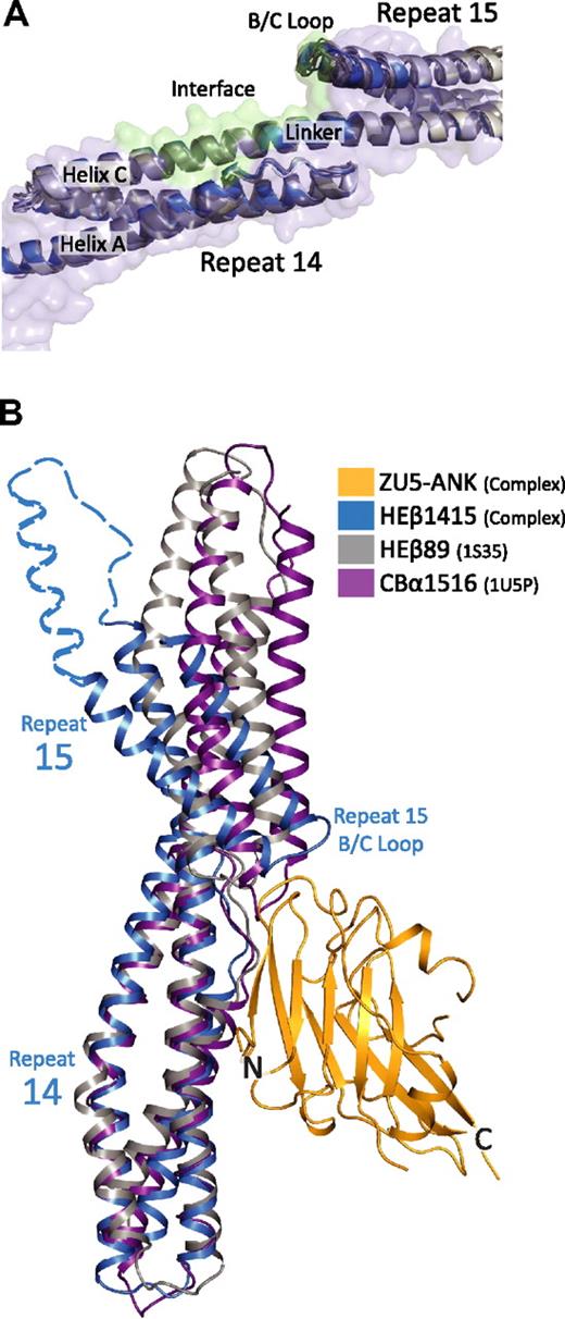 Figure 4. Comparison of structural models of spectrin di-repeats suggest a binding mechanism aided by a specific bend angle between repeats 14 and 15. (A) Superposition of multiple structures of repeats 14 and 15 of β-spectrin27,33,37 in the unbound state (gray) onto repeats 14 and 15 in the complex (blue) show marked structural similarities. In total, 5 models from 3 independent crystal structures of unbound β-spectrin repeats 14 and 15 were superimposed. The structures are virtually identical, showing the same relative orientation of the 2 repeats (RMSD values of ∼ 1.5 Å between all of the structures). The similarity among the structures suggests that the presence of a specific bending angle is important in recognition. (B) Alignment of 3 different spectrin di-repeat structures to repeat 14 of the complex demonstrate how the overall bend angle between β-spectrin repeats 14 and 15 (blue; HEβ1415) generates a close-fitting and matching interaction with ZU5-ANK (gold; ZU5-ANK). In contrast, the shallower bend angles seen in human erythroid β-spectrin repeats 8 and 944 (gray; HEβ89) and chicken brain α-spectrin repeats 15 and 1645 (purple; CBα1516) would reduce the interacting surface or induce steric clashes, respectively. The dashed blue outline completing repeat 15 was modeled from the structure of brain β-spectrin repeats 14 to 16.37