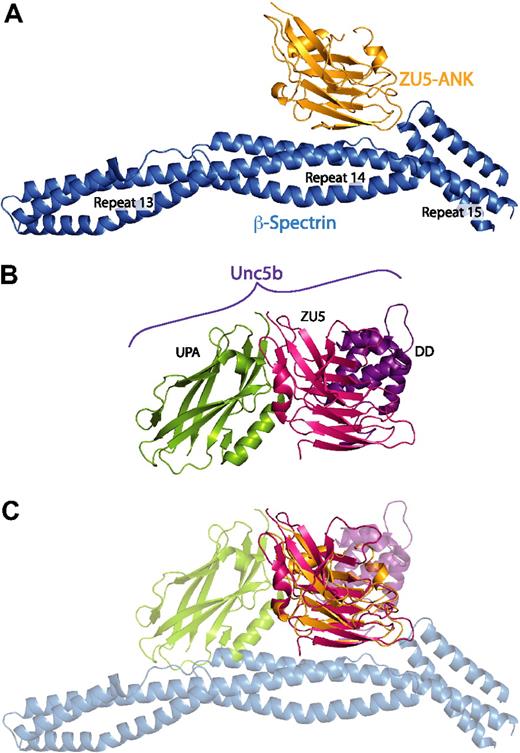 Figure 5. The ZU5 subdomain is capable of forming multiple, specific interactions with distinct surfaces. (A) Structure of the complex between spectrin (blue) and the ZU5-ANK domain of ankyrin (gold). (B) Structure of the cytoplasmic portion of the netrin receptor UNC5b (ZU5-2 domain in magenta, UPA domain in green, DD domain in purple) in the same orientation as panel A. (C) Superposition of the ZU5 domains of the 2 structures demonstrates that ZU5 domains have been adapted to bind multiple ligands with the use of different molecular surfaces. Note that recent sequence analysis of ankyrin R has revealed 2 tandem ZU5 domains48: ZU5-ANK, which binds to spectrin, and a second ZU5 domain (ZU5-2). On the basis of this alignment, the ZU5 domain in the UNC5b structure correlates with the ZU5-2 domain of ankyrin. The superimposition of the models shown in panel C therefore does not reflect a predicted macromolecular assembly; it serves only to demonstrate that distinct interaction surfaces of ZU5 domains have now been observed.