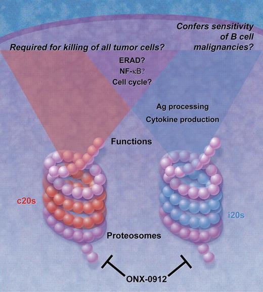 B-cell malignancies express both the constitutive proteasome (c20s) and immunoproteasome (i20s) that differ by the catalytic subunits found in the β rings of the barrel (red for c20s, blue for i20s). As described in the text, these proteasomes regulate several functions in the cell, some that are specific to the immunoproteasome (found in the blue region) including Ag processing and cytokine production. Other functions of the proteasome may be specific to the c20s (red area) or are regulated by both (overlapping purple area). It remains to be determined whether functions of the proteasome such as NF-κB activation are regulated by one or both proteasomes. Having essential functions regulated by 2 proteasomes may explain why B-cell malignancies are so sensitive to this class of therapeutic agents. Professional illustration by A. Y. Chen.
