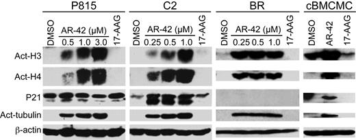 Figure 2. AR-42 treatment induces acetylation of histones and α-tubulin in malignant mast cells. P815, C2, and BR cell lines were treated with the indicated concentrations of AR-42 or 1μM 17-AAG and canine BMCMCs were treated with 1μM AR-42 or 17-AAG for 24 hours. Effects on the acetylation status of histones H3 and H4 and α-tubulin were determined by Western blotting.