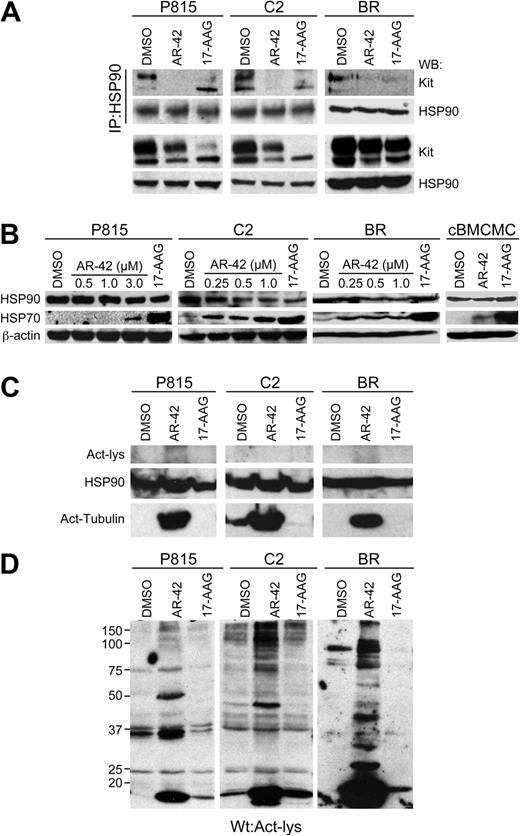 Figure 4. AR-42 promotes disassociation of Kit from HSP90 without evidence of HSP90 hyperacetylation. (A) Mast cell lines were treated with 3μM (P815 cells) or 1μM (C2 and BR cells) AR-42 or 1μM 17-AAG for 8 hours. HSP90 was immunoprecipitated from the cell lysates, and the levels of Kit and HSP90 in the immunoprecipitates were determined by Western blot analysis (top panel). Western blotting for Kit and HSP90 was also performed on total cell lysates (50 μg) before immunoprecipitation as a control (bottom panel). (B) P815, C2, and BR cells were treated with increasing concentrations of AR-42 or 1μM 17-AAG for 24 hours. Equal amounts of cell lysates were analyzed by Western blotting to detect induced HSP70, HSP90, and β-actin. (C) Mast cell lines were treated with 3μM (P815 cells) or 1μM (C2 and BR cells) AR-42 or 1μM 17-AAG for 24 hours. Protein lysates were generated and, after 7% SDS-PAGE of 200 μg of total protein, Western blotting was performed for acetyl-lysine. Blots were then stripped and reprobed first for total HSP90 and then for acetyl-tubulin. The top panel demonstrates the lack of any 90-kDa acetylated protein, although the 90-kDa HSP90 protein is evident after Western blotting for this protein (middle panel). (D) Mast cell lines were treated with 3μM (P815 cells) or 1μM (C2 and BR cells) AR-42 or 1μM 17-AAG for 24 hours. Protein lysates were generated and, after 10% SDS-PAGE of 200 μg of total protein, Western blotting was performed for acetyl-lysine. Multiple acetylated proteins are evident on the Western blot, although none corresponds directly to HSP90. All experiments shown in this figure were performed 3 times.