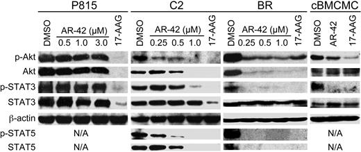 Figure 5. AR-42 modulates Akt and STAT3/5 pathways in malignant mast cells. P815, C2, and BR cells and canine BMCMCs (1μM AR-42 and 17-AAG) were treated with AR-42 (0.5-3μM) or 17-AAG (1μM) for 24 hours. Effects on the expression of phosphorylated and total levels of Akt, STAT3, and STAT5 were determined by Western blotting. Three independent experiments were performed.