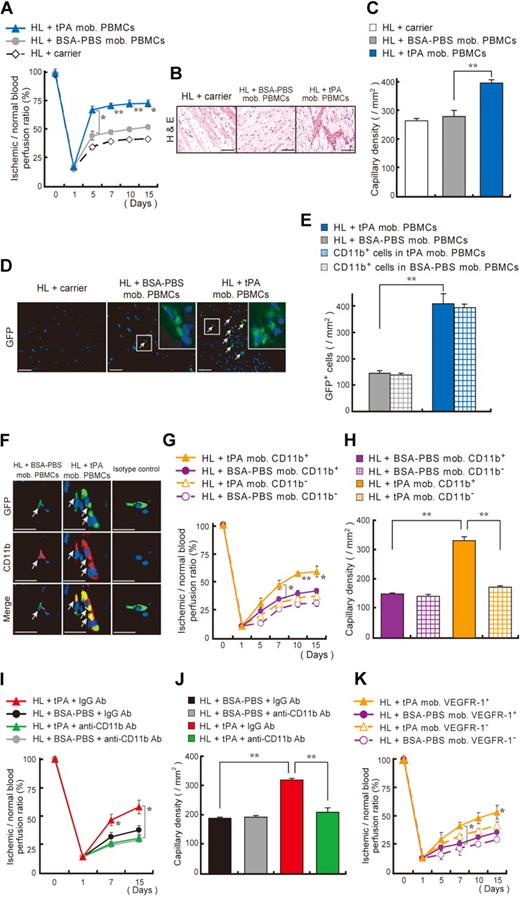 Figure 3. Transplantation of tPA-treated CD11b+ and VEGFR-1+ myeloid cells improve neoangiogenesis. (A-F) tPA- or BSA-PBS–mobilized PBMCs from GFP mice or carrier (no cells) were injected intravenously into HL ischemia–induced recipients. (A) Blood flow was determined. (B-F) Ischemic tissues of lower limbs isolated 15 days after injection and HL ischemia induction were stained with (B) H&E and (C) antibodies against CD31 for capillary density evaluation (n = 3 per group). Images were acquired with 20×/0.50 NA and a Carl Zeiss KS400 camera, and analyzed using Axio Vision (Carl Zeiss). (D-E) Within ischemic muscle tissues GFP+ donor cells (arrows) were quantified. Inserts depict a magnified view. Images were acquired with a 20×/0.50 NA and a 63×/1.3 oil objective using a Carl Zeiss KS400 camera. (E) Quantification of the number of GFP+ cells and GFP+ cells coexpressing CD11b in ischemic tissues (n = 8 per group). (F) CD11b (Mac-1) staining of lower limb ischemic tissue from mice receiving carrier injections, from mice that received a transplant with PBMCs, or from BSA-PBS–treated or tPA-treated donor GFP mice. Arrows indicate transplanted GFP+CD11b+ cells in ischemic tissues (bar = 20 μm). Images were acquired with 40×/0.75 NA and a Carl Zeiss KS400 camera, and analyzed using Axio Vision (Carl Zeiss). (G-H) PB-derived CD11b+ or CD11b− cells isolated from tPA- or BSA-PBS–treated donors were transplanted into HL ischemia–induced recipients for 3 days (n = 4 per group). (G) Blood flow was determined. (H) Capillary density was evaluated. (I-J) HL ischemic C57BL/6 mice were treated with tPA and coinjected with anti-CD11b or control monoclonal antibodies. (I) Blood flow was analyzed by laser Doppler analysis. (J) Capillary density was evaluated. (K) PB-derived VEGFR-1+ or VEGFR-1− cells, isolated from tPA- or BSA-PBS–treated donors, were injected into HL ischemia–induced recipients, and blood flow was examined (n = 4 per group). Single asterisk (P < .05) and double asterisk (P < .001) indicate a significant difference between the groups. Values represent mean ± SEM.