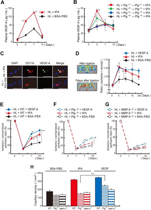 Figure 4. Administration of recombinant VEGF-A partially rescues the angiogenic defect observed in Plg- and MMP-9–deficient mice. (A-B) Plasma VEGF-A levels were analyzed in tPA-treated and untreated HL-induced C57BL/6 (A) and chimeric (B) mice (n = 3 per group). Chimerism was achieved as follows: Lethally irradiated Plg+/+ or Plg−/− mice received a transplant with Plg+/+ or Plg−/− donor BM cells. Six weeks later, HL ischemia–induced chimeric mice were treated intraperitoneally with/without tPA. Asterisks and single dagger indicate a significant difference between tPA-treated and BSA-PBS–treated groups. (C) Immunohistochemical staining for CD11b and VEGF-A of ischemic muscle tissue derived from tPA-treated and vehicle-treated HL ischemic mice. Arrows indicate CD11b+ VEGF-A+ cells (bar = 25 μm). Images were acquired with 40×/0.75 NA and a Carl Zeiss KS400 camera, and analyzed using Axio Vision (Carl Zeiss). (D-H) HL-induced wild-type control (D-E,H), Plg−/− (F,H), and MMP-9−/− (G,H) mice were injected intraperitoneally daily with tPA, mVEGF-A, or BSA-PBS from day 0 until day 2. (D) Functional perfusion measurements of the collateral region with the use of a laser scan at the indicated time points in wild-type animals. Representative laser Doppler perfusion images are shown of the regions analyzed. Blood perfusion (red to yellow) was augmented in tPA-treated mice compared with vehicle-injected controls (green to blue = reduced perfusion signal). (E-G) Blood flow recovery was determined by laser Doppler perfusion imaging in the ischemic limbs (n = 3; *P < .05, **P < .001). (H) Capillary density was evaluated on CD31-stained sections 15 days after ligation (n = 3; **P < .001). Asterisks indicate a significant difference between the indicated groups. Error bars represent SEM.