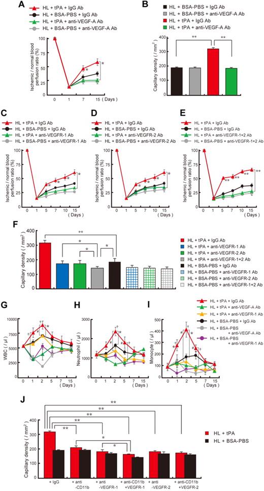 Figure 5. Inhibition of VEGF signaling prevented tPA-mediated ischemic tissue recovery. (A-B) C57BL/6 mice were treated with tPA and coinjected with anti–VEGF-A or control monoclonal antibodies. (A) Ischemic recovery was quantified by laser Doppler (n = 3 per group). Asterisks indicate a significant difference between tPA-treated mice coinjected with IgG or anti–VEGF-A antibody. (B) Capillary density was quantified 15 days after ligation (n = 3 per group). HL ischemic mice treated with or without tPA were coinjected intraperitoneally with neutralizing doses of VEGFR-1 (C), VEGFR-2 (D), a combination of VEGFR-1 and VEGFR-2 (E), or IgG antibodies at 2-day intervals, starting from day 0, and functional perfusion measurements of the collateral region were performed in each group with the use of a laser scan (n = 3; *P < .05,**P < .001). (F) Quantification of the capillary density in tissue sections taken 15 days after artery ligation by CD31 staining of sections from HL-induced mice treated with or without tPA (n = 3; *P < .05; **P < .001 versus vehicle). (G-I) Blood cell counts were determined at the indicated time points. (G) WBC, (H) neutrophil, and (I) monocyte counts (*P < .05 comparison of the tPA plus IgG-treated HL group with the BSA-PBS plus IgG-treated group; †P < .05 comparison of the tPA plus IgG-treated HL group with the tPA plus anti–VEGF-A group; #P < .05 comparison of the tPA plus IgG-treated HL group with the tPA plus anti–VEGFR-1 group). Error bars represent SEM. (J) HL-induced C57BL/6 mice treated with tPA or BSA-PBS and antibodies against CD11b were cotreated with antibodies against VEGFR-1 or VEGFR-2. Capillary density was evaluated (n = 3 per group). If not otherwise indicated, a single asterisk (P < .05) and double asterisk (P < .001) indicate a significant difference between groups. Values represent the mean ± SEM.