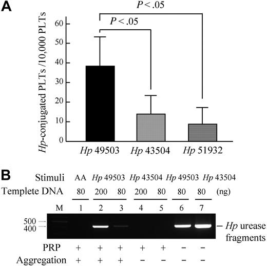 Figure 2. H pylori adheres to platelets in both PRP and platelet aggregates. PRP (100 × 106 platelets) and H pylori (1 × 106 CFU) mixture (platelet/bacteria ratio = 100:1) were analyzed for Hp-conjugated platelets using flow cytometry. A total of 1 × 104 platelets were examined. (A) Binding was significantly higher in pro-aggregatory Hp 49503 compared with nonaggregatory Hp 43504 and Hp 51932. (B) The binding between H pylori and platelets in aggregates was examined by amplifying H pylori–specific urease A gene fragment (412-bp) DNA extracted from the aggregates and from nonaggregatory PRP mixtures. A 412-bp of DNA fragment was observed in the Hp 49503-induced platelet aggregates, but none was found in the AA-induced aggregates or the nonaggregatory PRP mixture.