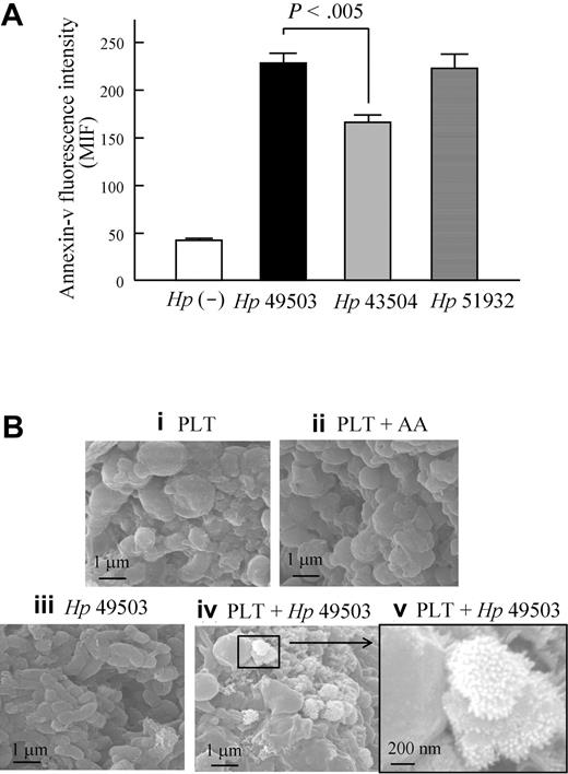 Figure 7. PS exposure and membrane blebbing were observed during H pylori infection. Using flow cytometry, platelet surface exposure of PS was examined in response to H pylori stimulation. PS expression was observed by binding with annexin V-FITC, and platelet was labeled with PE-conjugated mouse anti-CD41 IgG. (A) All strains of H pylori can induce PS expression on platelets; however, a higher level of PS expression was found in pro-aggregatory Hp 49503 compared with that of nonaggregatory Hp 43504. (B) Using a scanning electron microscope (Quanta 400F; FEI), the apoptotic sign of membrane blebbing was also observed on platelet aggregates induced by Hp 49503.