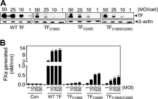Figure 3. TF expression in endothelial cells transduced with various concentrations (MOI/cell) of adenovirus-carrying wild-type TF or TF mutant. HUVECs were transduced with various concentrations (MOI/cell) of adenovirus encoding wild-type TF, TFC186S, TFC209S, TFC186S/C209S, or control adenovirus (β-Gal). After culturing cells for 48 hours, (A) the cell lysates were harvested and subjected to immunoblot analysis; (B) intact monolayers were used to measure cell-surface TF procoagulant activity in FX activation assay by adding FVIIa (10nM) and FX (175nM) and measuring the amount of FXa generated in a chromogenic assay (n = 3-4; mean ± SEM).