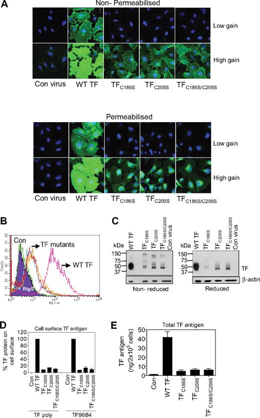Figure 4. Impaired TF protein expression in endothelial cells transduced with adenovirus carrying TF mutant, TFC186S, TFC209S, or TFC186S/C209S. HUVECs were transduced with control adenovirus (β-Gal), adenovirus encoding wild-type TF, TFC186S, TFC209S, or TFC186S/C209S (25 MOI/cell), and TF expression levels were analyzed by various methods: confocal microscopy (A), fluorescence-activated cell sorting analysis (B), immunoblot analysis (C), in situ ELISA to measure cell-surface TF (D), and ELISA to measure total TF antigen levels (E). (A) HUVECs, nonpermeabilized (top) or permeabilized with 0.05% Triton X-100 for 10 minutes (bottom) were immunostained with polyclonal anti-TF IgG (10 μg/mL) followed by Oregon Green–conjugated secondary antibodies. Immunofluorescence was analyzed by confocal microscopy at 2 different gain settings (high gain, 840; low gain, 630) to capture differences in TF expression in cells expressing wild-type TF or TF mutant. (B) Intact, nonpermeablized HUVECs were stained with anti-TF polyclonal antibodies, followed by FITC-conjugated secondary antibodies, and the cells were analyzed for the fluorescence by flow cytometry. Wild-type TF, pink; TFC186S, cyan; TFC209S, red; TFC186S/C209S, orange; β-gal, green. (C) Cell lysates were subjected to sodium dodecyl sulfate–polyacrylamide gel electrophoresis, either nonreducing (left) or reducing (right) conditions, and immunoblotted for TF with the use of polyclonal anti-TF antibodies. (D) TF expression levels at the cell surface were measured by in situ ELISA with the use of polyclonal anti-TF IgG or TF mAb, TF96B4 (n = 4; mean ± SEM). (E) Total TF antigen levels in cell lysates were measured by ELISA (n = 3, mean ± SEM).