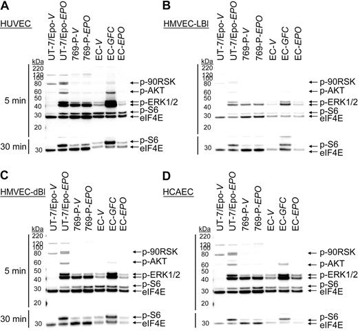 Figure 2. rHuEpo does not activate EpoR signaling pathways in endothelial cells. Endothelial cells (EC) were exposed to vehicle (V), GFC, or rHuEpo (EPO) for 5 (top panel) or 30 minutes (bottom panel). Cell lysates were analyzed by immunoblotting using antibodies specific to phospho-p90RSK (p-90RSK), phospho-AKT (p-AKT), phospho-ERK1/2 (p-ERK1/2), phospho-S6 (p-S6), and eIF4E (loading control). Because of p-S6 being further downstream in the signaling cascade, an extended treatment time of 30 minutes was needed to evaluate phospho-S6. Note lack of signaling in: (A) HUVEC cells, (B) HMVEC-LBI cells, (C) HMVEC-dBI cells, and (D) HCAEC cells when treated with rHuEpo.
