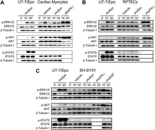 Figure 3. Lack of rHuEpo-induced signaling in cardiac, neuronal, and renal cell types. Signaling analyses in (A) rat neonatal cardiac myocytes, (B) primary human RPTECs, and (C) human neuronal cell line SH-SY5Y. Cells were serum deprived overnight and stimulated with 10 U/mL rHuEpo or a volume equivalent of vehicle for up to 30 minutes, with UT-7/Epo cells serving as a control for rHuEpo activity. Positive control cytokines to confirm receptors and pathways were intact for signal transduction included: (A) rMsIFN-γ; (B) rHuIFN-γ in addition to a GFC of rHuEGF, rHuIGF and rHuHGF; and (C) rHuIFN-γ and rHuEGF. Phosphorylation of EpoR downstream signaling proteins ERK1/2, AKT, and STAT5 were evaluated by immunoblot analysis in addition to total amounts of signaling protein and β-tubulin as a loading controls. Experiments were repeated a minimum of 3 times with independent preparations of each cell type with similar results. Note induction of phosphoproteins in response to positive control cytokines and the absence of signaling in response to rHuEpo.