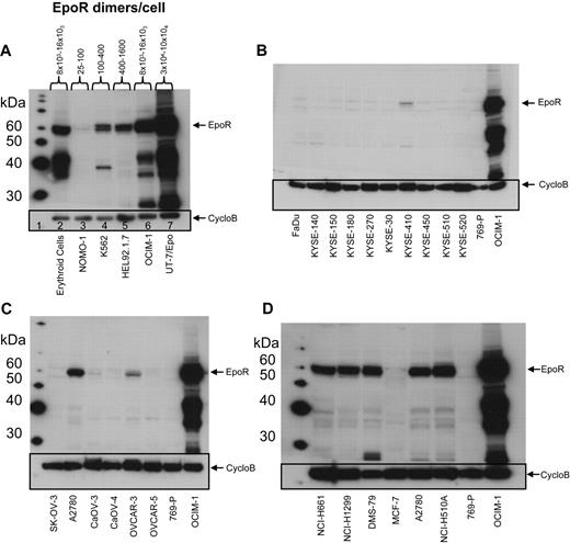 Figure 2. EpoR Western blots of representative cell lines. EpoR Western blot of cell lysates detected by mAb A82. Cyclophilin B (CycloB) is the loading control. Position of the 59-kDa full-length EpoR is indicated (arrow). 769-P is a negative control, and OCIM-1 is a positive control for EpoR. (A) Hematopoietic cells, including erythroid progenitor cells differentiated in vitro from peripheral blood CD34+ cells (lane 2) and 5 leukemia cell lines (8 × 104 cells/lane; lanes 3-7). EpoR amount estimated as in supplemental Figure 2A. (B) Head and neck cancer cell lines (1.6 × 105 cells/lane). (C) Ovarian cancer cell lines (1.6 × 105 cells/lane). (D) The 5 cell lines with the highest amount of EpoR among the solid tumor lines (Figure 1B) and MCF-7 (1.6 × 105 cells/lane). Data used to estimate EpoR levels for 2 of the higher expressing lines (DMS-79 and NCI-H1299) can be seen in panel 2 of supplemental Figure 2A.