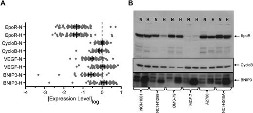 Figure 3. EpoR mRNA and protein levels in normoxia versus hypoxia in cell lines. (A) Expression of EPOR, CYCLOB, VEGF, and BNIP3 mRNA was examined in the human tumor cell lines shown in Figure 1 following growth in normoxia (N) or hypoxia (H) using a quantitative bDNA assay. Each point represents the mean level of transcript for each cell line from duplicate experiments from 3 independent cultures. Vertical bars represent the mean, and error bars represent the 95% confidence interval. (B) EpoR, CycloB, and BNIP3 Western blots of cell lysates from N and H treated cells from the 5 cell lines that express higher levels of EpoR protein and MCF-7 (1.6 × 105 cells/lane). CYCLOB is the loading control and a non–hypoxia-regulated gene. BNIP3 is a known hypoxia-regulated gene.