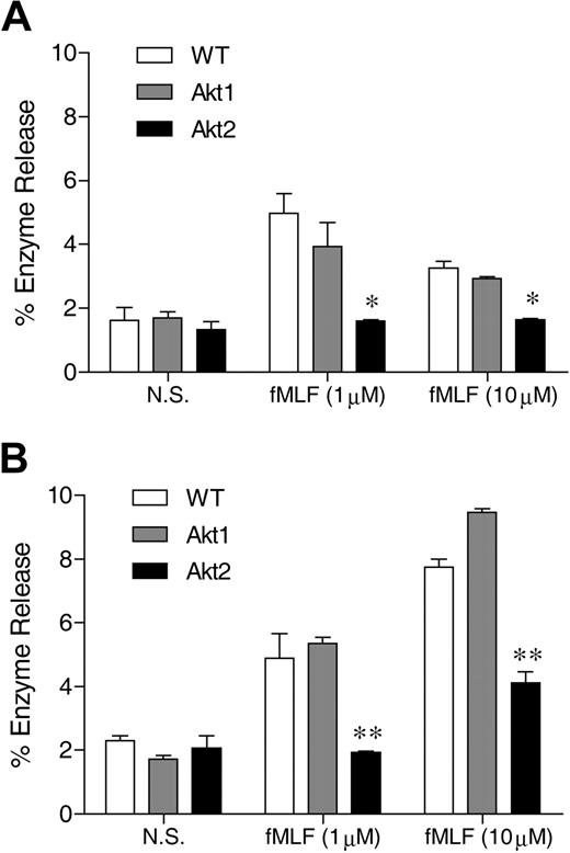 Figure 1. Akt2 is important for neutrophil release of β-glucuronidase. Bone marrow–derived neutrophils from wild-type (WT), Akt1−/−, and Akt2−/− mice were preincubated without (A) or with (B) cytochalasin B (10μM) for 15 minutes on ice and 15 minutes at 37°C. The cells were then stimulated with fMLF at indicated concentrations for 10 minutes. The released β-glucuronidase was quantified and expressed as percentage of total cellular β-glucuronidase. The results are shown as means ± SEM, on the basis of 3 independent experiments each conducted in duplicate. *P < .05, **P < .01, compared with WT in the same stimulation group.
