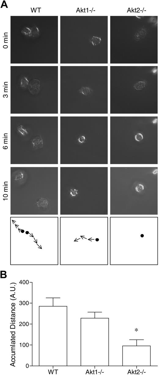 Figure 2. Deficiency of Akt2 but not Akt1 impairs neutrophil migration. Bone marrow–derived neutrophils from WT, Akt1−/−, and Akt2−/− mice were seeded onto glass coverslips coated with fibrinogen and stimulated with 1μM fMLF. The migration of the neutrophils under a uniform fMLF concentration was monitored periodically, and video images were recorded. The path of cell migration over time is shown in the bottom panels. Representative images, collected from 3 independent experiments, are shown in panel A. In panel B, the distance traveled by the cells was calculated by use of the ImageJ software with manual tracking (n = 10 from each sample). *P < .05 compared with WT mouse neutrophils. Video clips for cell migration are shown in the supplemental Videos.