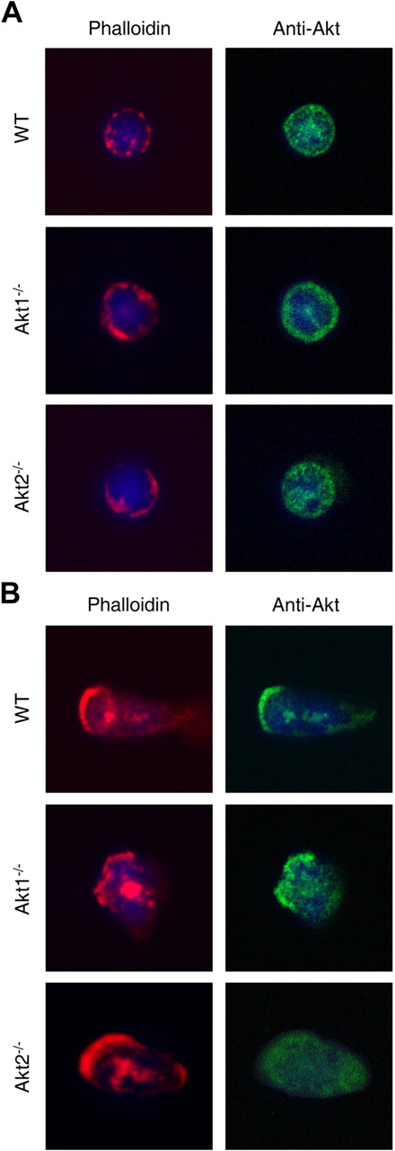 Figure 3. Redistribution of Akt2 but not Akt1 in polarized neutrophils. Bone marrow–derived neutrophils from WT, Akt1−/−, and Akt2−/− mice were seeded onto glass coverslips and incubated with buffer (A) or 1μM fMLF (B) for 2 minutes at 37°C. Stimulation was terminated when 1 mL of ice-cold PBS was added. The cells were fixed with paraformaldehyde and stained first with a pan-Akt mouse mAb and then with an Alexa Fluor 488–conjugated goat anti–mouse IgG together with rhodamine phalloidin (1:500, to stain F-actin). 4′,6-Diamidino-2-phenylindole (in mounting solution) was used for nuclear staining. Representative images shown are selected from 20 images for each experimental condition from 2 independent experiments.
