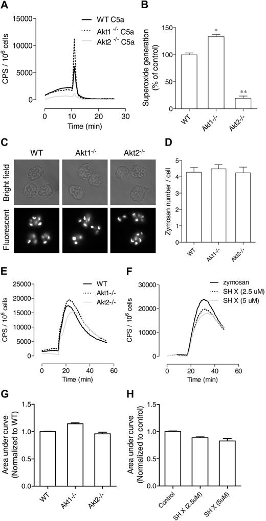 Figure 4. Role of Akt2 in chemoattractant and particle-induced O2− generation. Neutrophils from WT, Akt1−/−, and Akt2−/− mice were stimulated with C5a (A) and O2− generation was recorded as counts per minute (CPS) on the basis of isoluminol-enhanced chemiluminescence. The traces shown are representative of 3 independent experiments. Because of the short duration of O2− production, peak values of chemiluminescence were quantified (B) and shown as percentage change (mean ± SEM) on the basis of 3 independent experiments. *P < .05, **P < .01 relative to WT neutrophils. (C) Uptake of fluorescein isothiocyanate (FITC)–labeled zymosan by bone marrow–derived neutrophils from WT, Akt1−/−, and Akt2−/− mice after a 45-minute incubation. Shown are images taken with bright field (top row) and fluorescent (bottom row, shown in black and white) microscopy. (D) The zymosan particles in 20 cells were counted and quantified, and no significant difference was seen among WT, Akt1−/−, and Akt2−/− neutrophils. Shown are mean ± SEM from 3 experiments. (E) Mouse neutrophils from WT, Akt1−/−, and Akt2−/− were stimulated with serum-opsonized, FITC-labeled zymosan (500 μg/mL), and O2− generation was recorded on the basis of luminol-enhanced chemiluminescence during the indicated time period. (F) WT neutrophils were pretreated with the Akt inhibitor X (SH X) at the indicated concentrations for 10 minutes and then stimulated with 500 μg/mL serum-opsonized, FITC-labeled zymosan. O2− generation was recorded during the time period as described previously. The traces shown in panels E and F are representative of 3 independent experiments. Quantifications of data in panels E and F are shown in panels G and H, respectively, as mean ± SEM, on the basis of 3 experiments.
