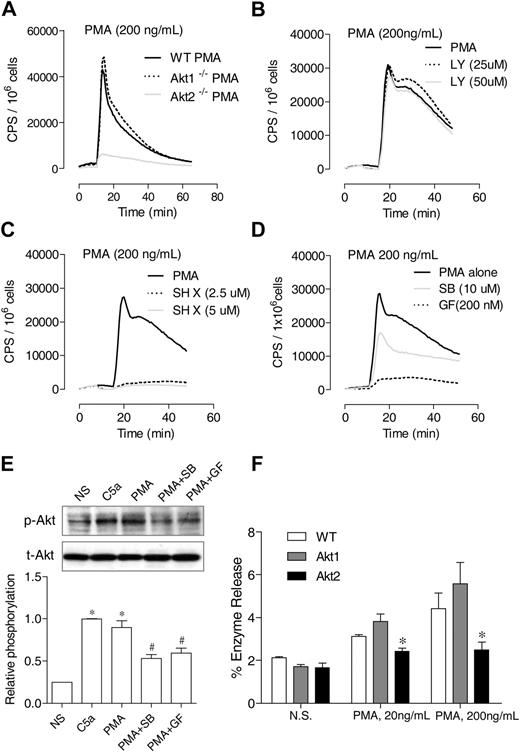 Figure 5. Differential requirements of PI3K and Akt for PMA-induced O2− generation. (A) Neutrophils from WT, Akt1−/−, and Akt2−/− mice were stimulated with PMA (A), and O2− generation was recorded as counts per minute (CPS) on the basis of isoluminol-enhanced chemiluminescence. (B-C) WT mouse neutrophils were preincubated for 10 minutes with the PI3K inhibitor LY 294002 (B) or the Akt inhibitor SH X (C) at the indicated concentrations. The cells were then stimulated with PMA. O2− generation was recorded on the basis of isoluminol-enhanced chemiluminescence. The traces shown are representative of 2 independent experiments. (D) Neutrophils from WT mice were preincubated for 10 minutes with SB203580 (SB), GF109203x (GF), or vehicle (dimethyl sulfoxide, same concentration) and then stimulated with PMA. O2− generation was recorded on the basis of isoluminol-enhanced chemiluminescence. The traces shown are representative of 2 independent experiments. (E) The effect of SB203580 and GF109203x on PMA-induced Akt phosphorylation (top panel) was determined in neutrophils treated with the inhibitors described previously. PMA stimulation (200 ng/mL) was for 10 minutes. For comparison, neutrophils were also stimulated with C5a (100nM C5a). The relative level of Akt phosphorylation at Ser473 was determined on the basis of 3 experiments and are shown in the bar graph as mean ± SEM *P < .05 compared with the NS (no PMA or C5a stimulation) sample; #P < .05 compared with the PMA-stimulated sample. (F) Neutrophil from WT, Akt1−/−, and Akt2−/− mice were stimulated with different concentrations of PMA, and degranulation assay was performed as described in “Degranulation.” The percentage of released β-glucuronidase was determined and shown as mean ± SEM from 3 experiments, each in duplicate. *P < .05, compared to WT neutrophils.