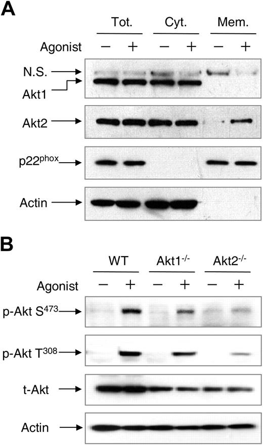 Figure 6. Different cellular distribution and phosphorylation of Akt1 and Akt2. (A) WT mouse neutrophils were stimulated with 5μM fMLF (+) or buffer (−) for 2 minutes. The membrane and cytosolic fractions were separated, resolved on SDS-PAGE, and detected with specific antibodies recognizing Akt1 or Akt2. N.S. indicates a nonspecific species recognized by the anti-Akt1 antibody. Anti-p22phox and anti–β-actin antibodies were used for detection of p22phox and β-actin as markers of the membrane and cytosolic fractions, respectively. Tot indicates total (membrane plus cytosolic fractions); Cyt, cytosolic fraction; and Mem, membrane fraction. (B) Chemoattractant-induced Akt phosphorylation. WT, Akt1−/−, and Akt2−/− neutrophils (1 × 107) from WT, Akt1−/−, and Akt2−/− mice were stimulated with C5a (+, 100nM) or buffer (−) for 1 minute. The samples were then resolved on SDS-PAGE and detected with specific anti–phospho-Akt antibodies recognizing phosphorylated Akt at Ser473 (Cell Signaling) and Thr308 (Calbiochem). β-actin and total Akt were detected for equal loading controls. Representative blots from 3 independent experiments are shown.