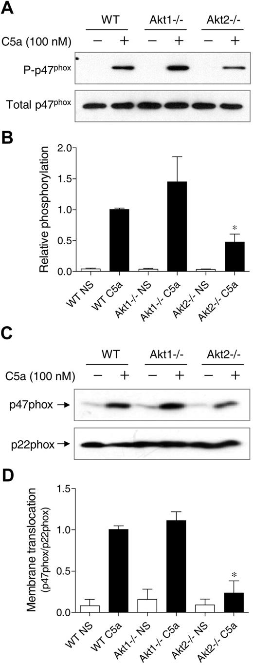 Figure 7. Effect of Akt gene knockout on p47phox phosphorylation and membrane translocation. (A) Neutrophils from WT, Akt1−/−, and Akt2−/− mice were stimulated for 1 minute with C5a (100nM). Total phosphoproteins were prepared by the use of antiphosphoprotein affinity chromatography as described in “Detection of p47phox phosphorylation.” The p47phox proteins in total lysate (total p47phox) and in the phosphoprotein fraction (P-p47phox) were detected by the use of an anti-p47phox antibody. The relative intensity of the Western blot bands (phosphorylated p47phox/total p47phox) was quantified and shown in panel B; *P < .05; NS, no agonist stimulation. (C) Neutrophils from WT, Akt1−/−, and Akt2−/− mice were stimulated for 1 minute with C5a (100nM). Membrane fractions were prepared, separated and resolved on SDS-PAGE, and detected with specific antibodies recognizing p47phox and p22phox (a membrane protein used as membrane marker for loading control). Western blot bands (p47phox/p22phox) was quantified and shown in panel D. *P < .05; NS, no agonist stimulation.