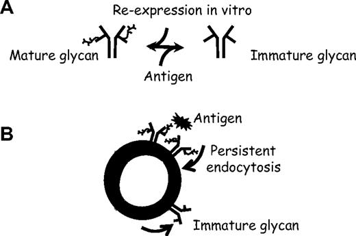 Figure 7. Reversible antigen-driven modulation of sIgM in B cells. (A) Oppositional changes in μ chain glycoforms mediated either by antigen (toward immature form) or by re-expression in vitro (toward mature form). (B) Hypothetical model of the effect of antigen on sIgM of B cells in vivo, suggesting that persistent exposure to antigen, followed by endocytosis, drives expression of immature glycan.